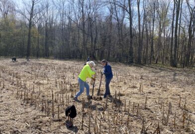 Two women planting trees on an old farm field